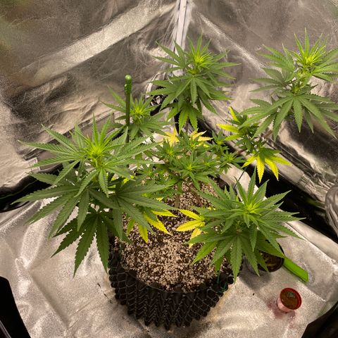 Green tiger  growlog timeline photo