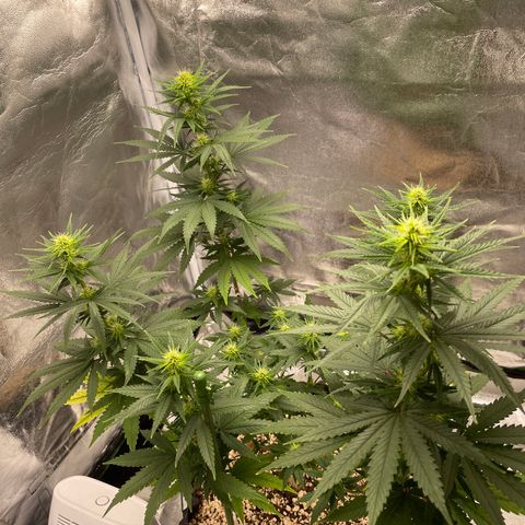 Green tiger  growlog timeline photo