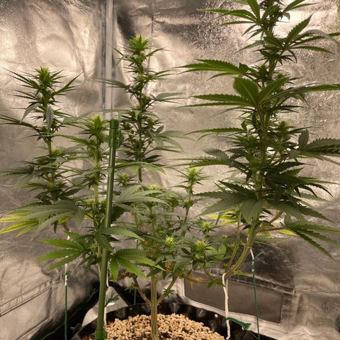 Green tiger  growlog timeline photo