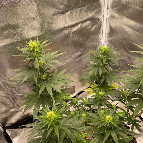 Green tiger  growlog timeline photo