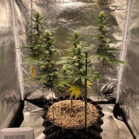Green tiger  growlog timeline photo