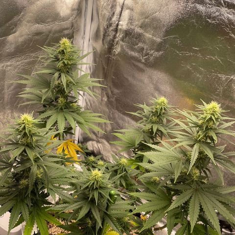 Green tiger  growlog timeline photo