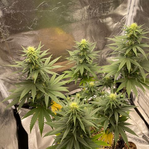 Green tiger  growlog timeline photo