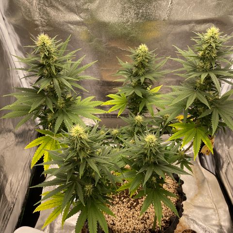 Green tiger  growlog timeline photo