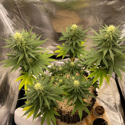 Green tiger  growlog timeline photo