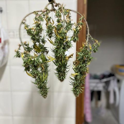 Green tiger  growlog timeline photo