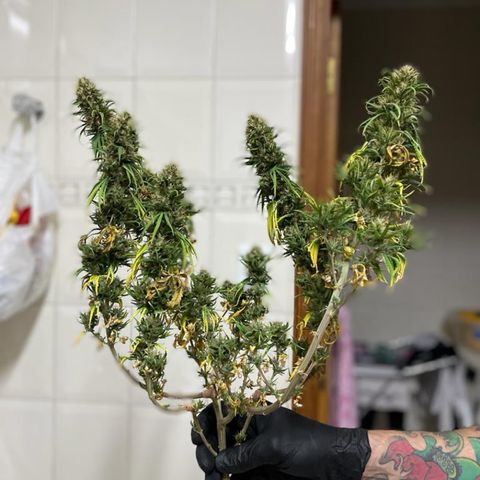 Green tiger  growlog timeline photo