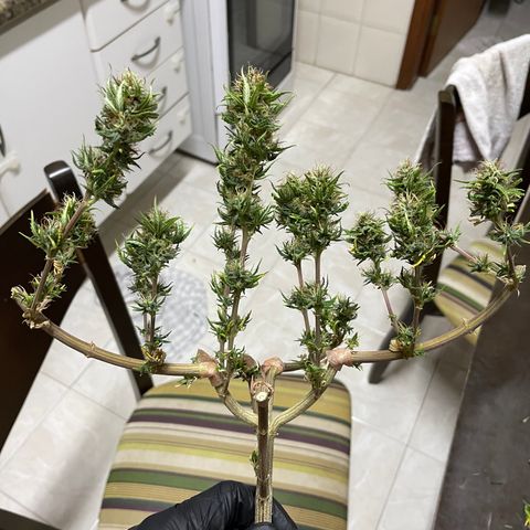 Green tiger  growlog timeline photo