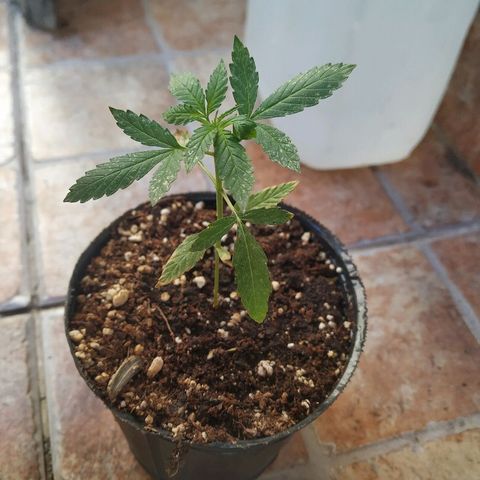 La Pepe growlog timeline photo