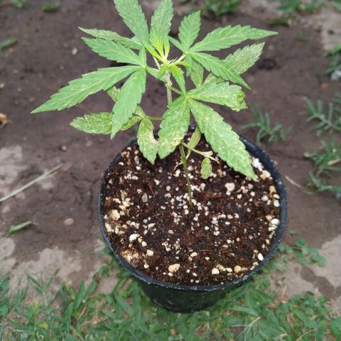 La Pepe growlog timeline photo