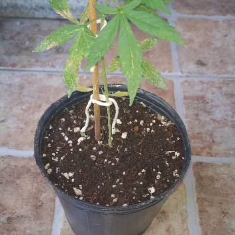 La Pepe growlog timeline photo