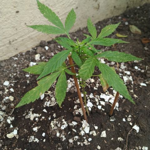 La Pepe growlog timeline photo