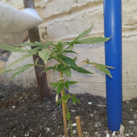 La Pepe growlog photo: Va tomando fuerzas
