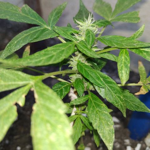 La Pepe growlog photo: Va tomando fuerzas
