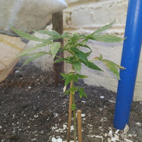 La Pepe growlog photo: Va tomando fuerzas