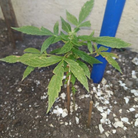 La Pepe growlog photo: Va tomando fuerzas