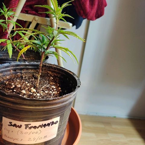 San Fernando lk  l growlog timeline photo