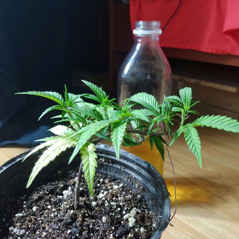 San Fernando lk  l growlog timeline photo