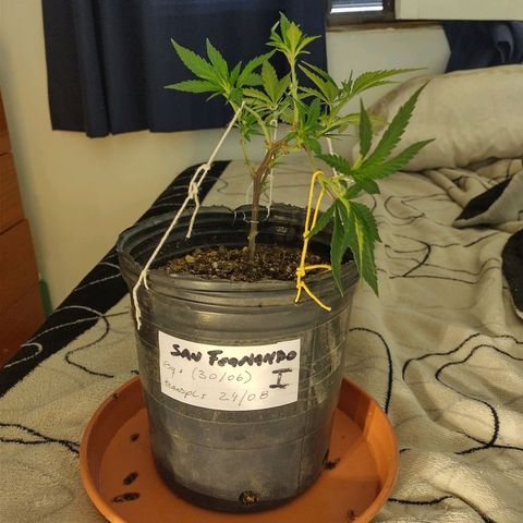 San Fernando lk  l growlog timeline photo