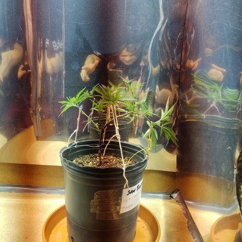 San Fernando lk  l growlog timeline photo