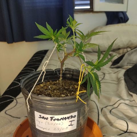 San Fernando lk  l growlog timeline photo