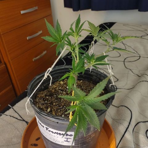 San Fernando lk  l growlog timeline photo
