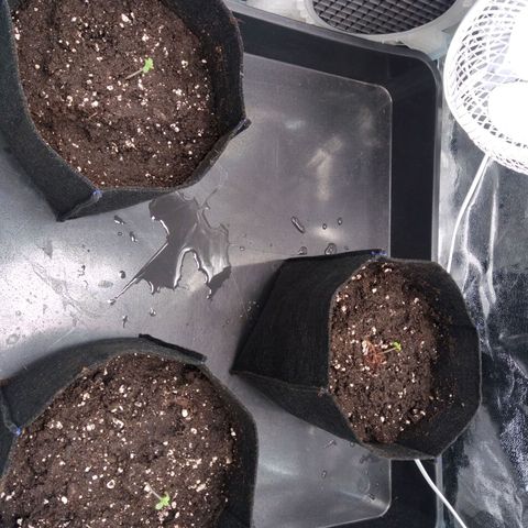 Critical #3 growlog timeline photo