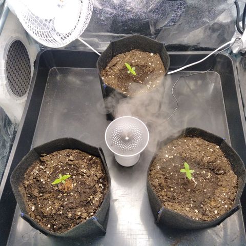 Critical #3 growlog photo: Ajout d'un humidificateur