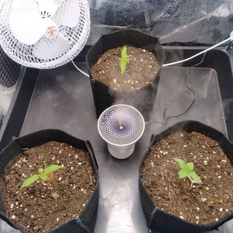 Critical #3 growlog timeline photo
