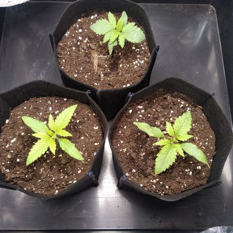 Critical #3 growlog timeline photo