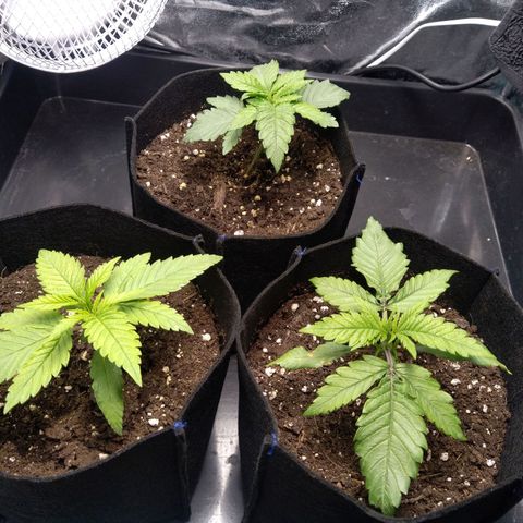 Critical #3 growlog timeline photo