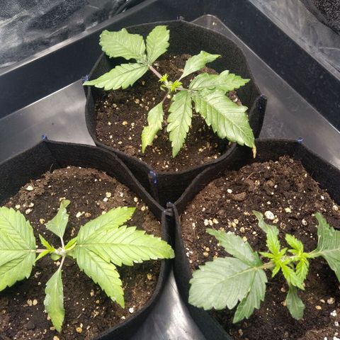 Critical #3 growlog timeline photo