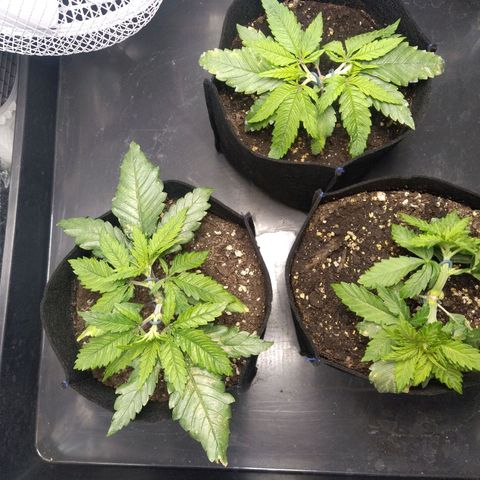 Critical #3 growlog timeline photo
