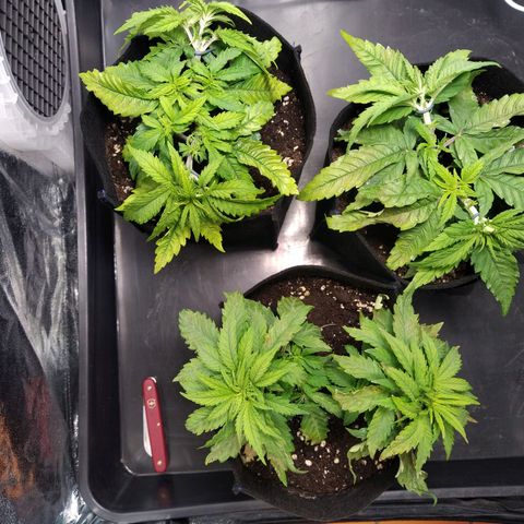 Critical #3 growlog timeline photo