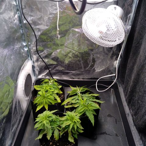 Critical #3 growlog timeline photo