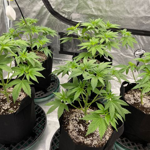 Zero Grav x Maitai 4 x Karma Sour Ds growlog timeline photo