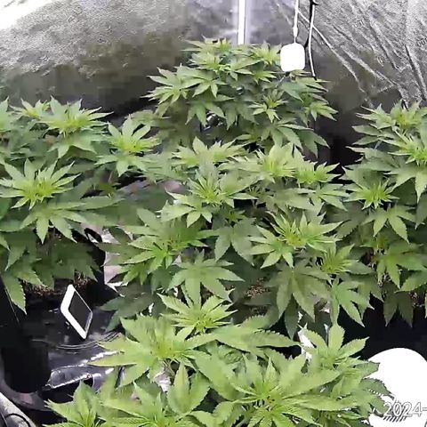 Zero Grav x Maitai 4 x Karma Sour Ds growlog timeline photo