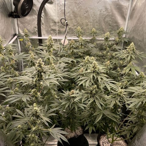 Zero Grav x Maitai 4 x Karma Sour Ds growlog timeline photo
