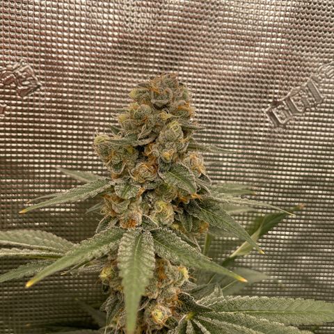 Zero Grav x Maitai 4 x Karma Sour Ds growlog timeline photo