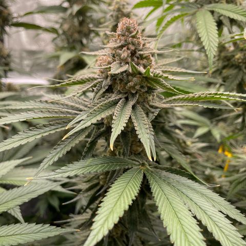 Zero Grav x Maitai 4 x Karma Sour Ds growlog photo: Nearing harvest 