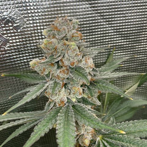 Zero Grav x Maitai 4 x Karma Sour Ds growlog photo: Nearing harvest day