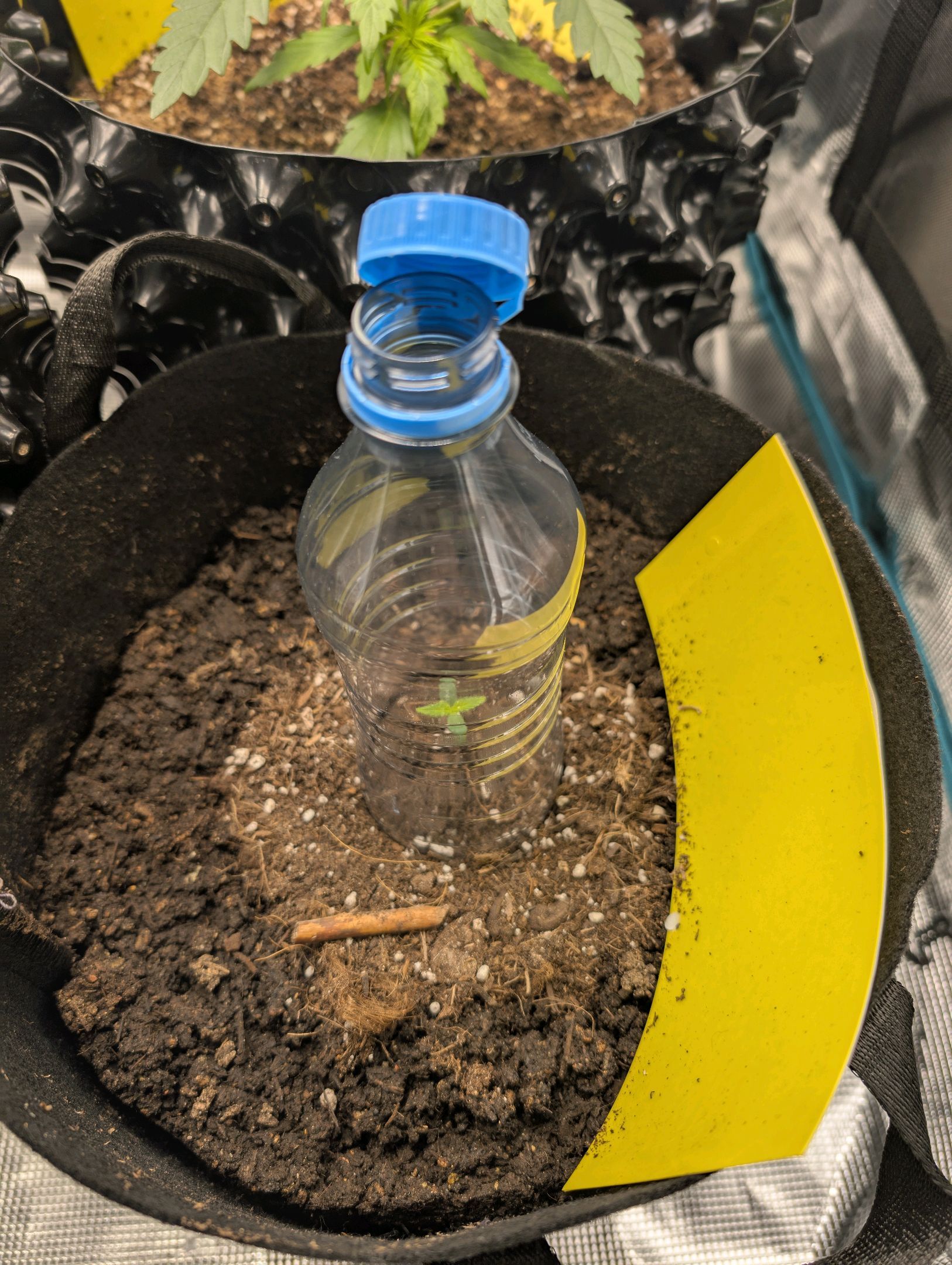 Gorilla Cookies Auto growlog photo 6