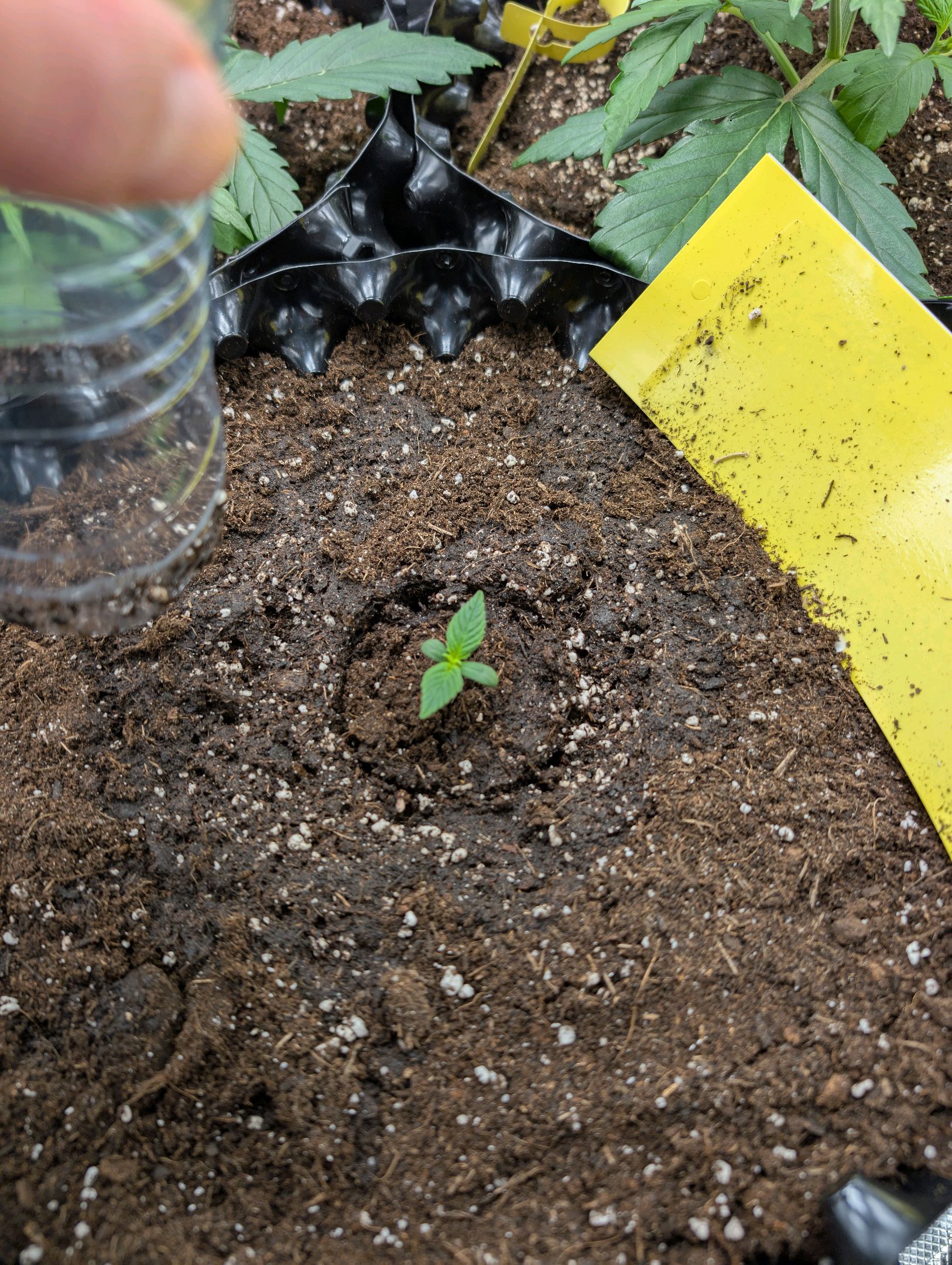 Gorilla Cookies Auto growlog photo 7