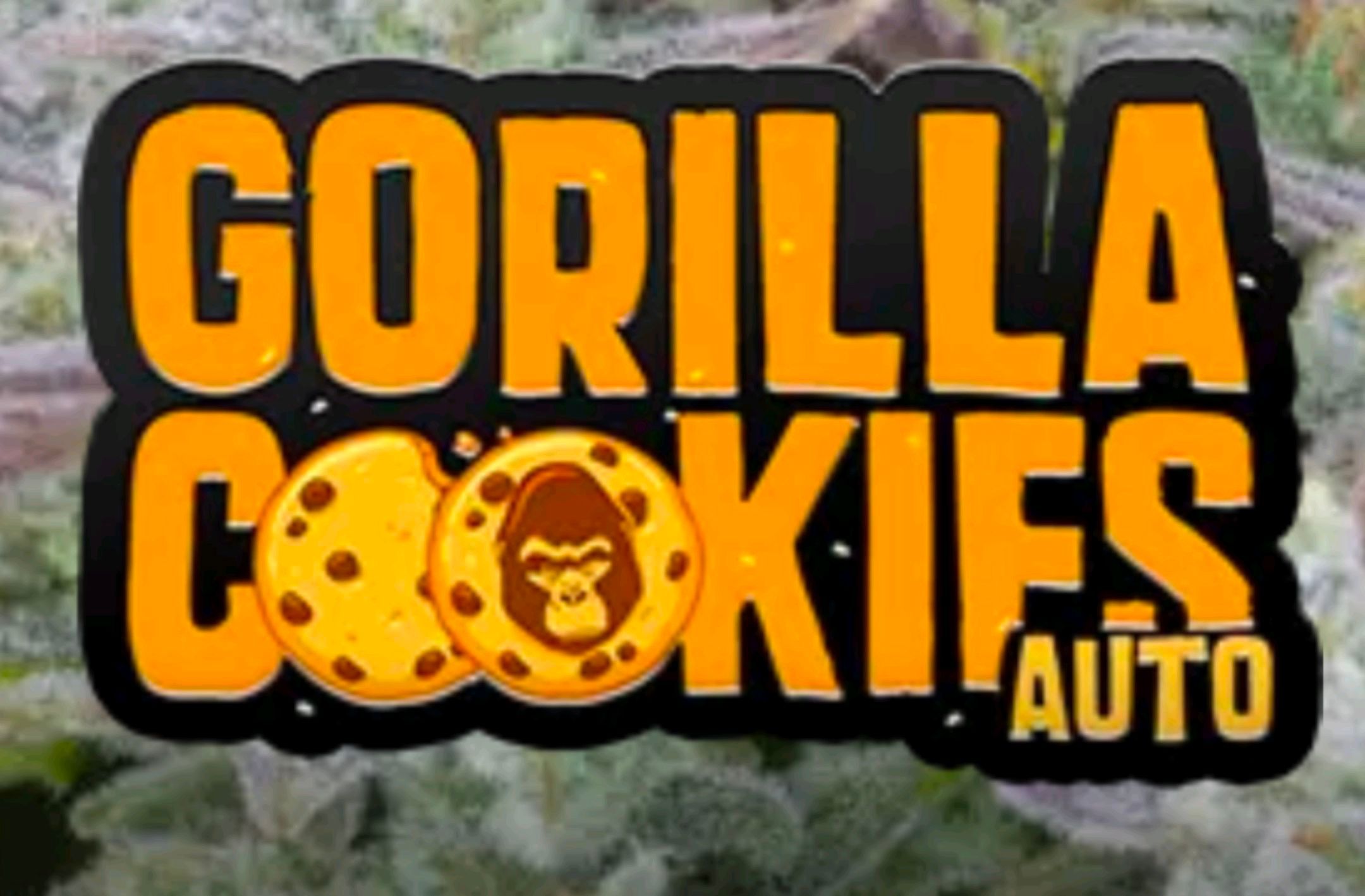 Gorilla Cookies Auto growlog header