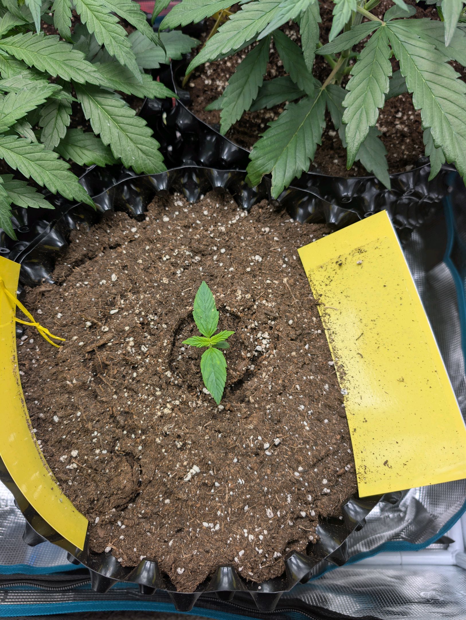 Gorilla Cookies Auto growlog photo 17