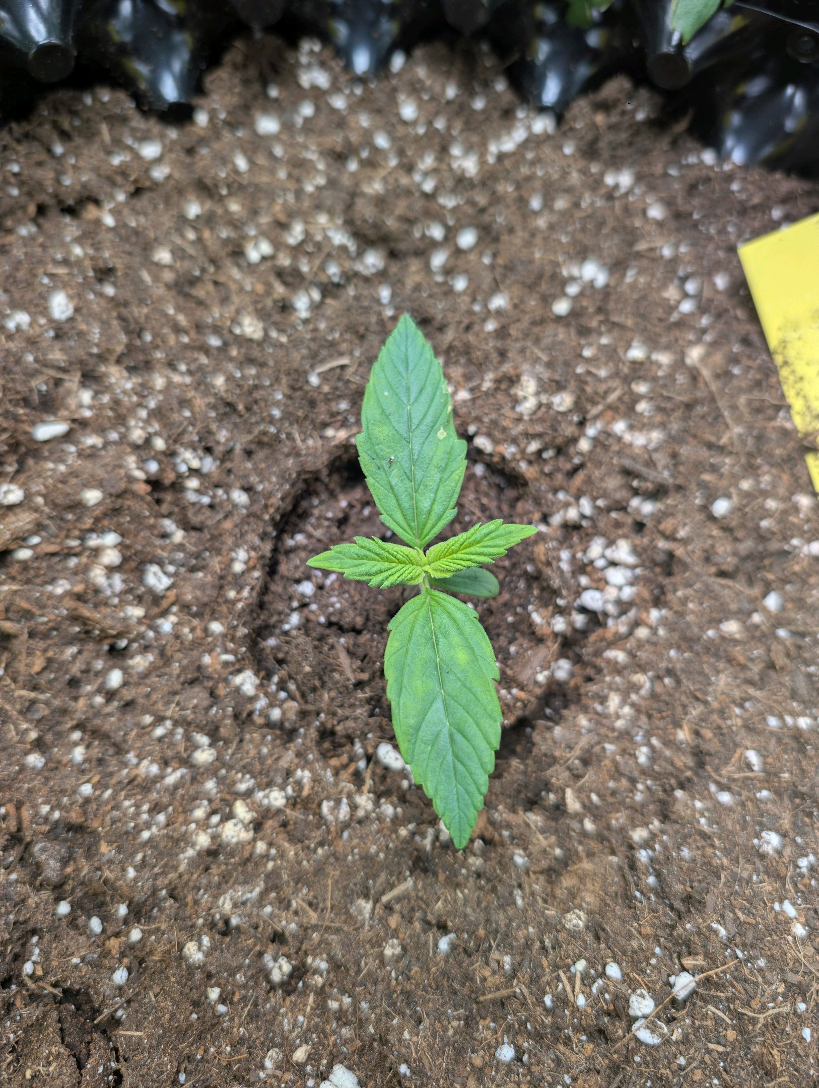 Gorilla Cookies Auto growlog photo 16