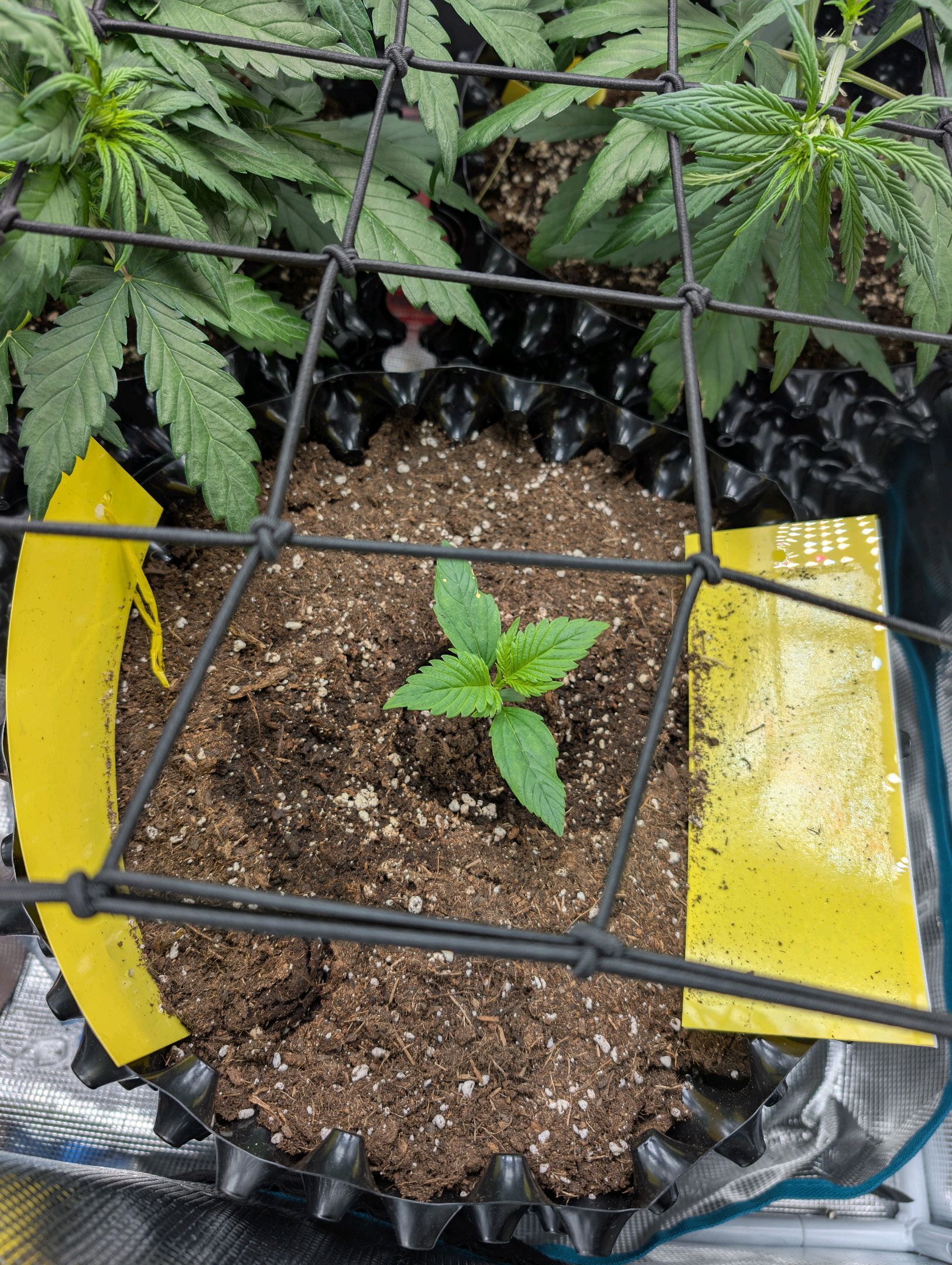 Gorilla Cookies Auto growlog photo 18