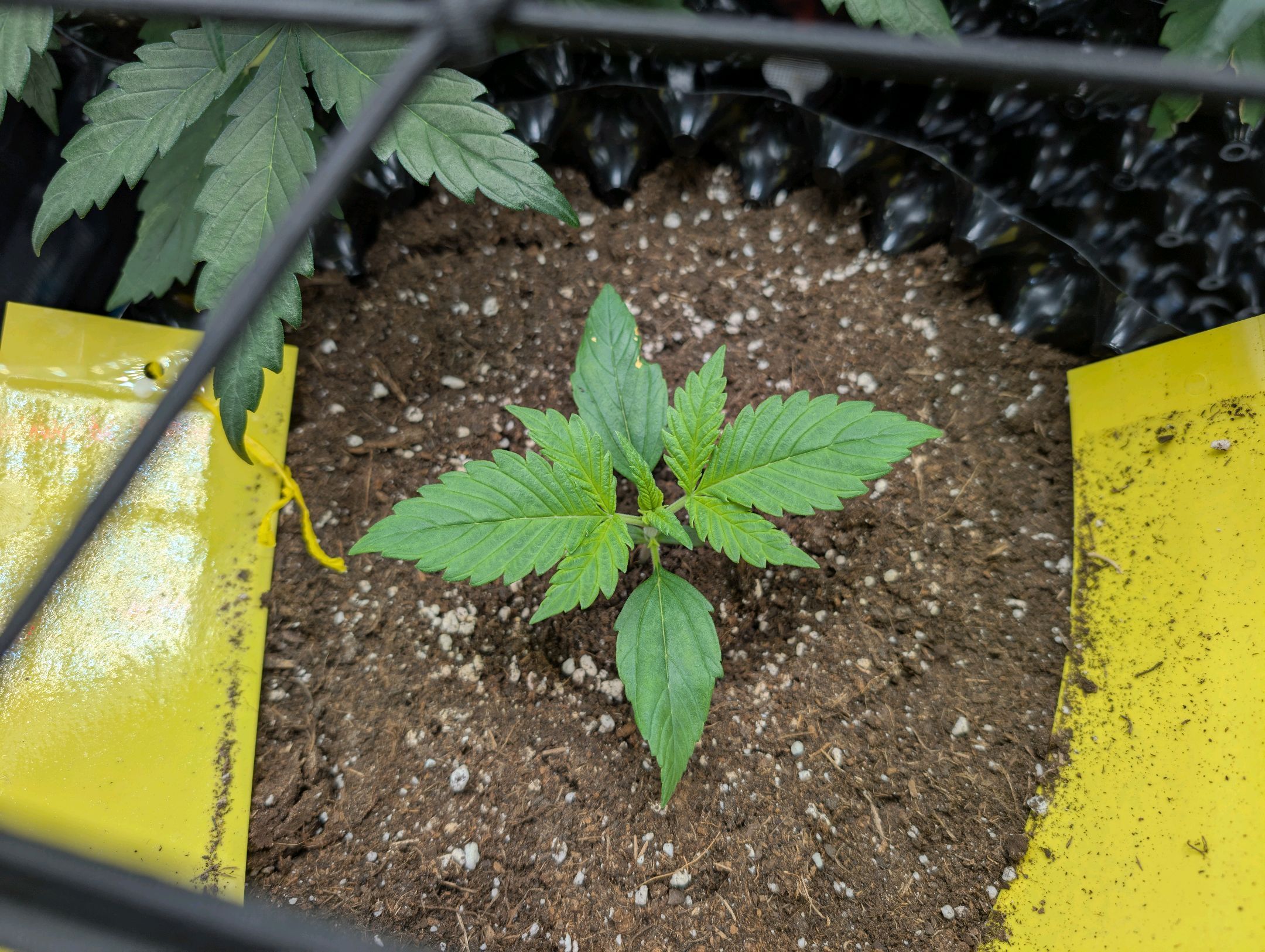 Gorilla Cookies Auto growlog photo 20