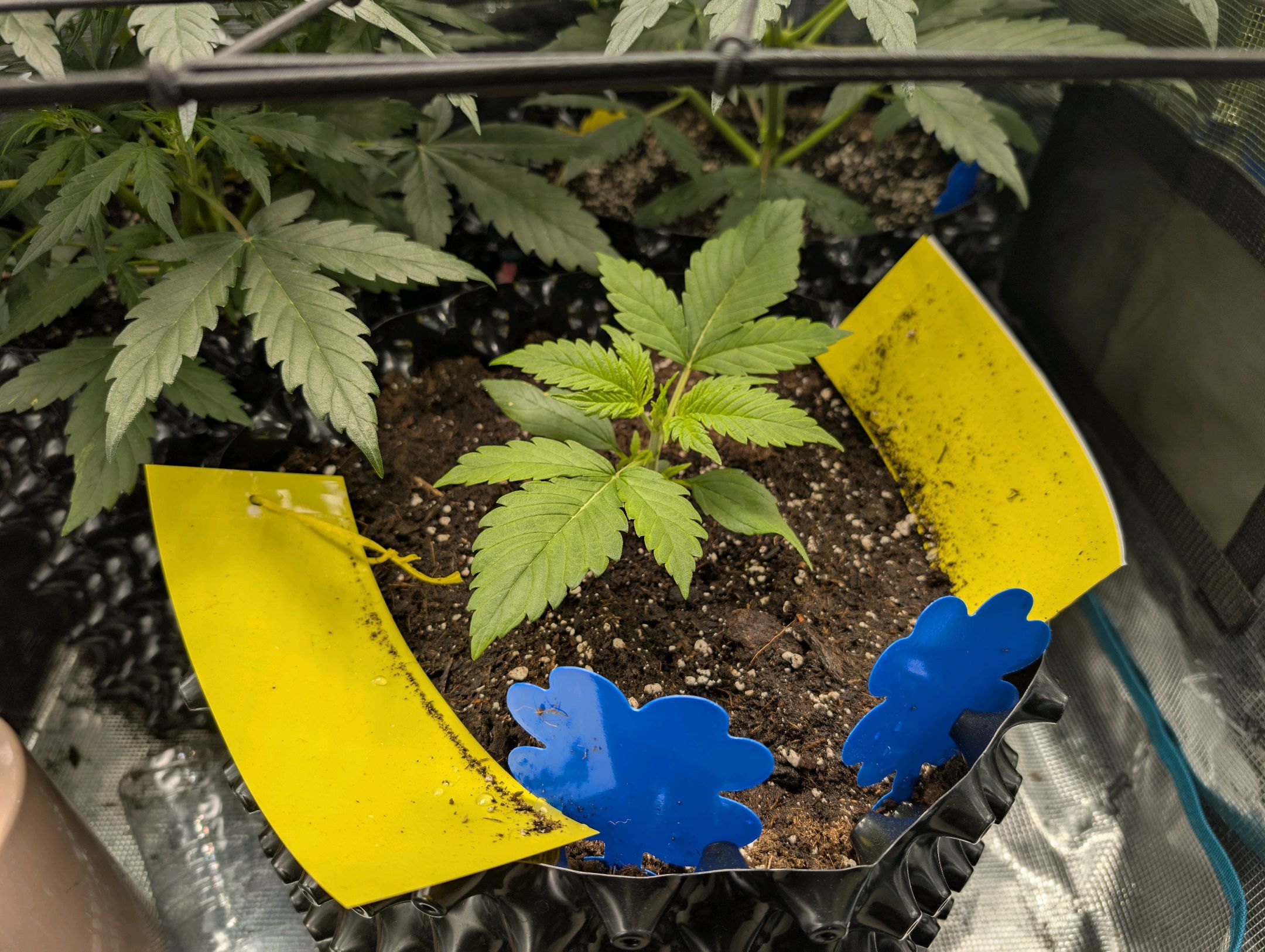 Gorilla Cookies Auto growlog photo 21