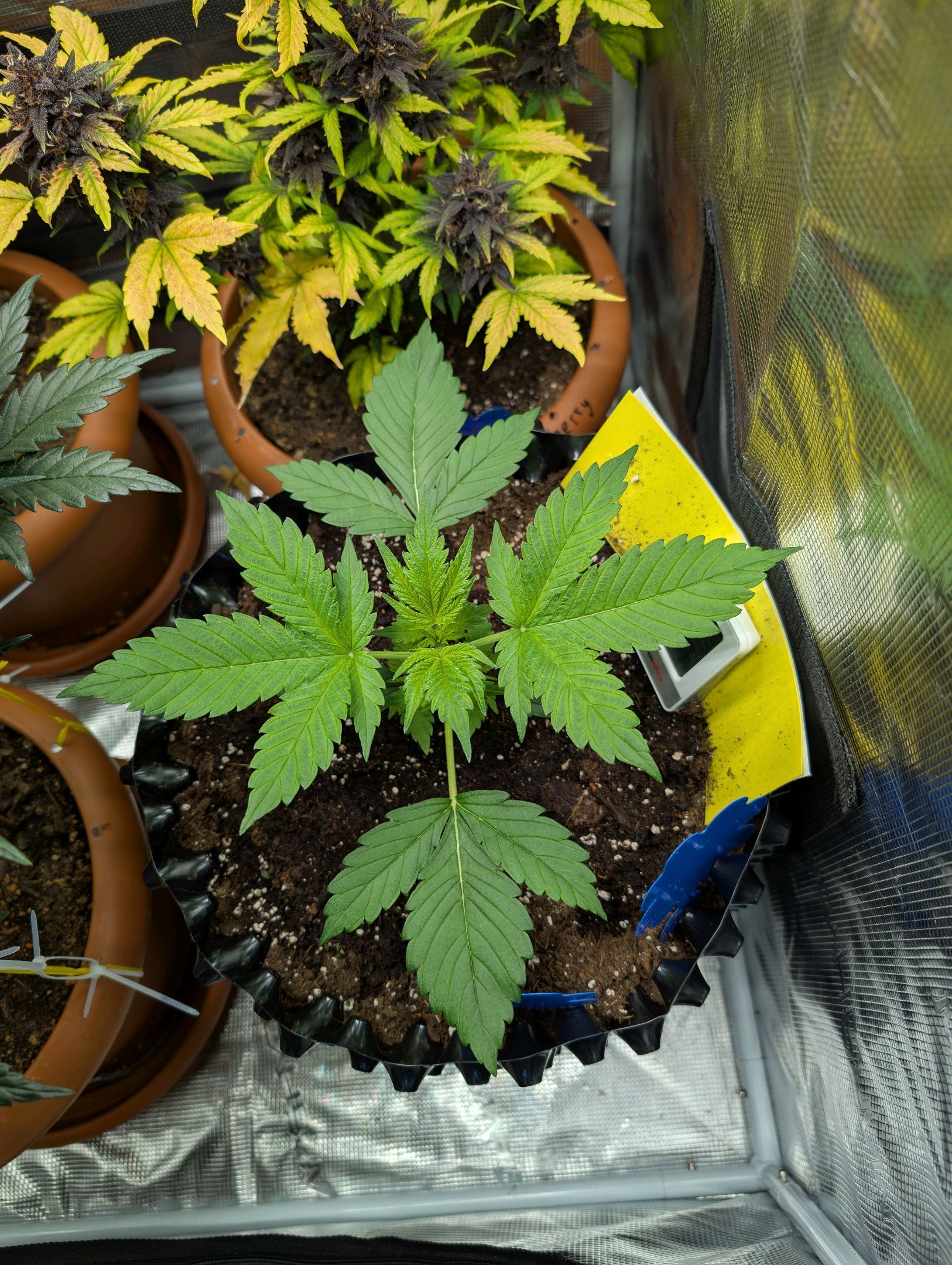 Gorilla Cookies Auto growlog photo 22